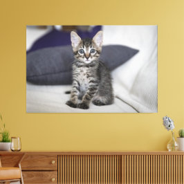 Kitten Canvas Print Picture 10 Leinwanddruck