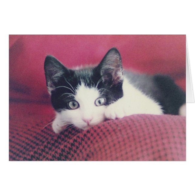 Kitten Card (Vorderseite (Horizontal))