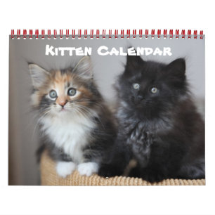 Kitten Cat Cats Baby Cub Zuhause Destiny Destiny's Kalender