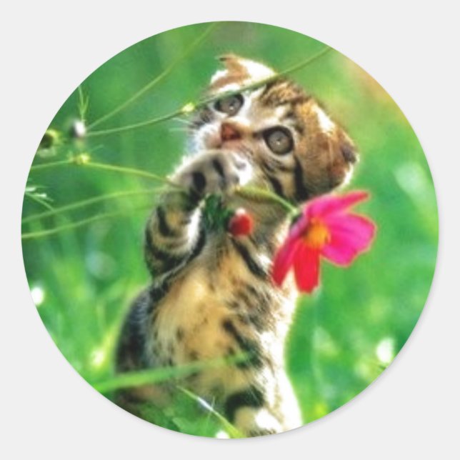 Kitten Circle Shape Stickers (Vorderseite)