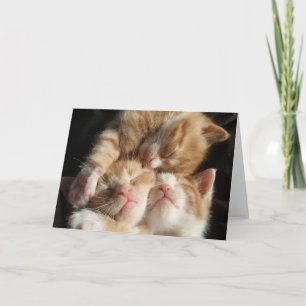 Kitten Cuteness Card Karte