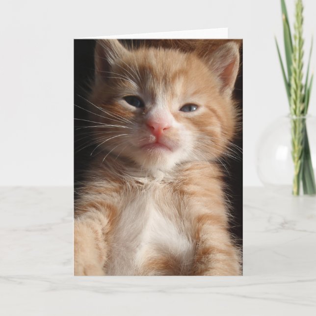 Kitten Cuteness Card Karte (Vorderseite)