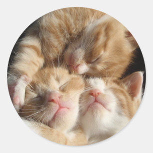 Kitten Cutness Sticker