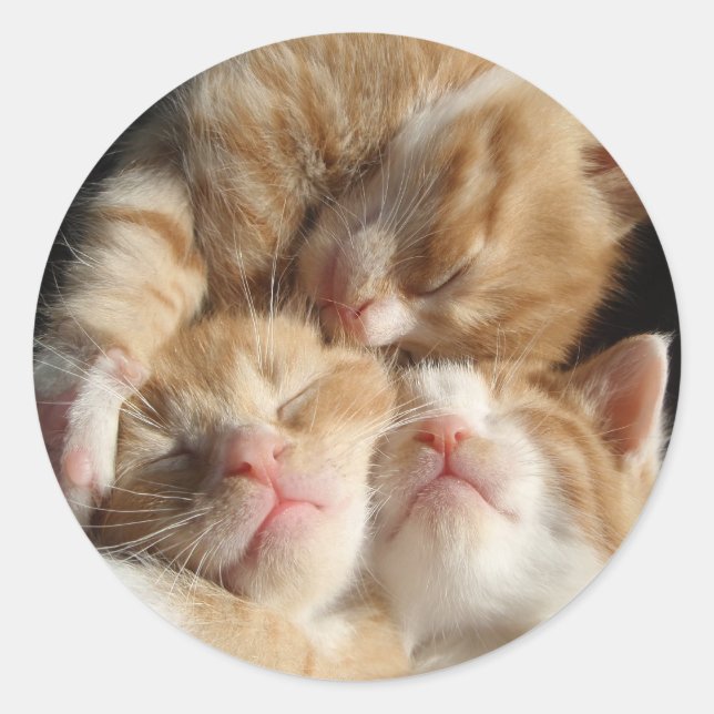 Kitten Cutness Sticker (Vorderseite)