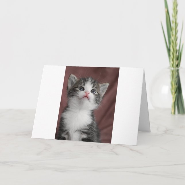 Kitten Dankeskarte (Vorderseite)