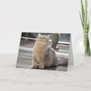 Kitten Dankeskarte