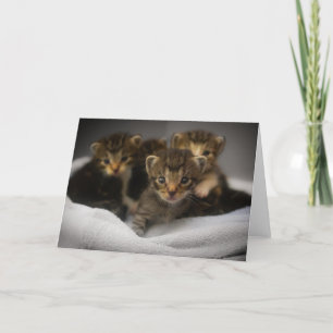 Kitten Dankeskarte