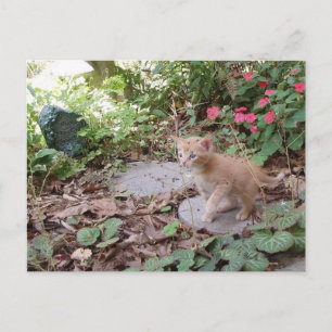 Kitten Dax Explosions Postcard Postkarte