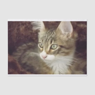 Kitten Decoupage Papier Handschuhmöbel Katze