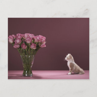 Kitten, die sich die Vase der Rose anschauen Postkarte