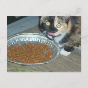 Kitten Eating Postkarte
