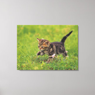 Kitten Erkundungsrasen Leinwanddruck