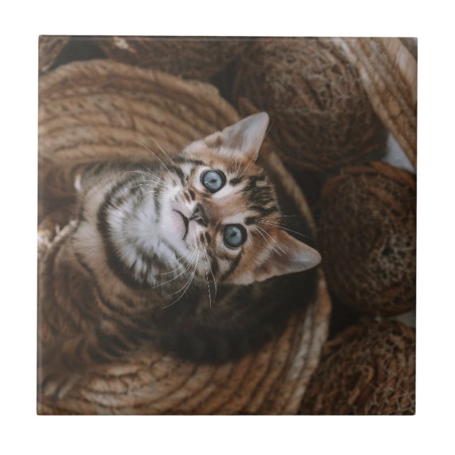 Kitten Fliese (Vorderseite)