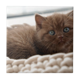 Kitten Fliese