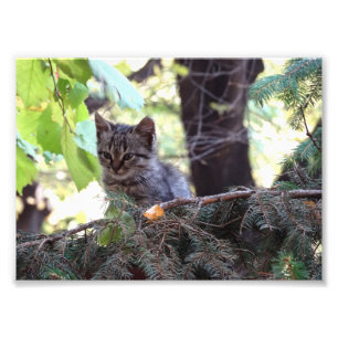 Kitten Foto Kodak Beruflich Foto