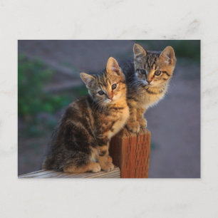 Kitten Friends Postkarte