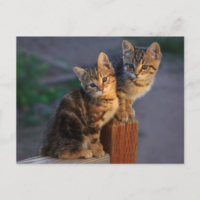 Kitten Friends Postkarte (Vorderseite)