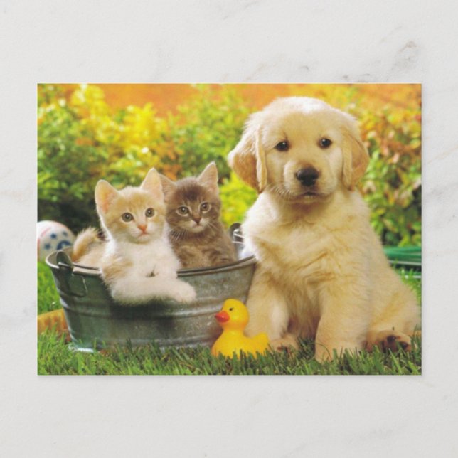 Kitten & Golden Retriever Puppy Doppy Blank Postka Postkarte (Vorderseite)