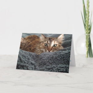 Kitten Grußkarte Nr. 1 Karte