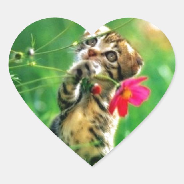 Kitten Heart Shape Stickers (Vorderseite)