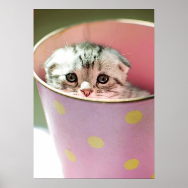 Kitten Hiding Poster (Vorne)