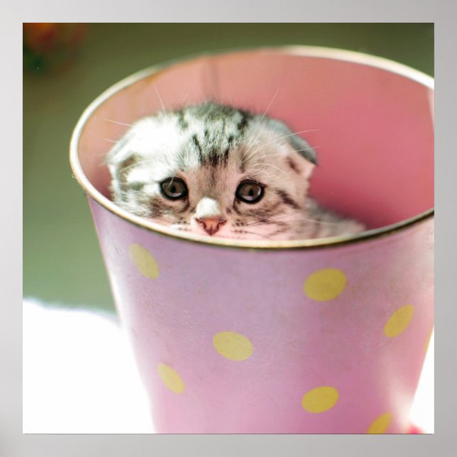 Kitten Hiding Poster (Vorne)