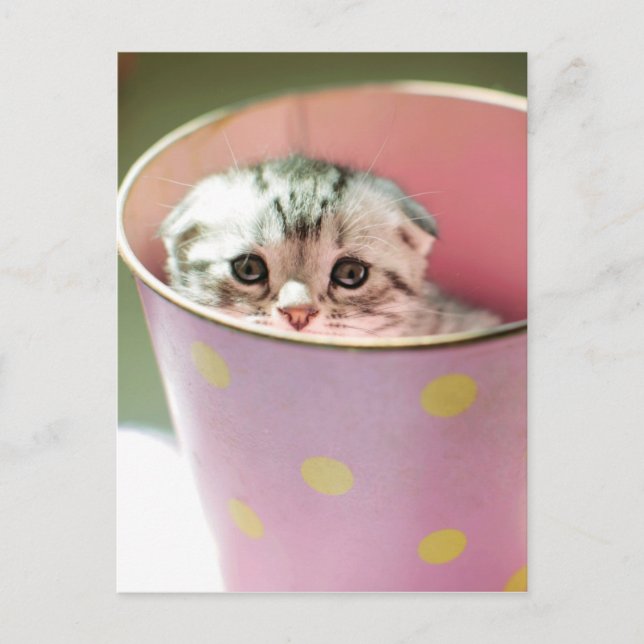 Kitten Hiding Postkarte (Vorderseite)