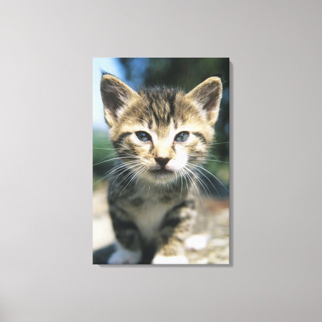 Kitten im Freien Leinwanddruck (Vorderseite)