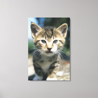 Kitten im Freien Leinwanddruck