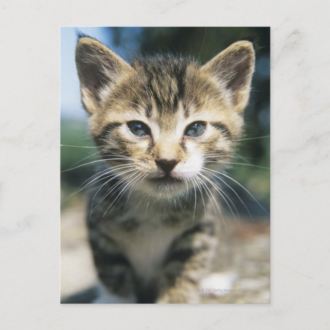 Kitten im Freien Postkarte (Vorderseite)