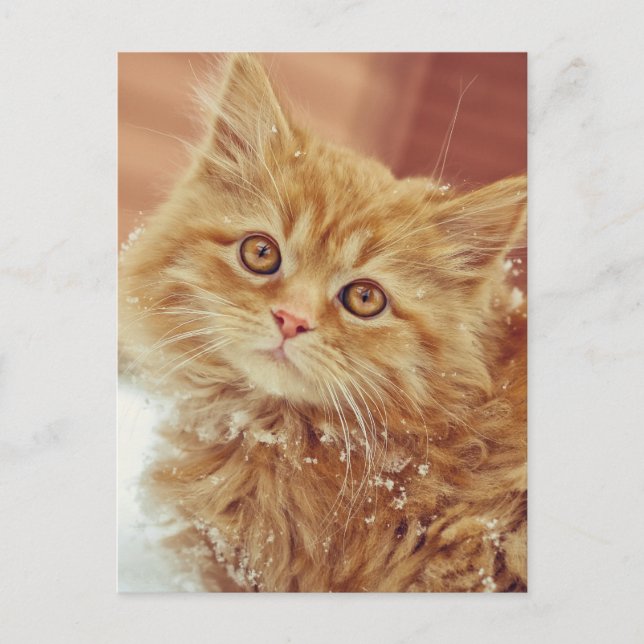 Kitten im Schnee Postkarte (Vorderseite)