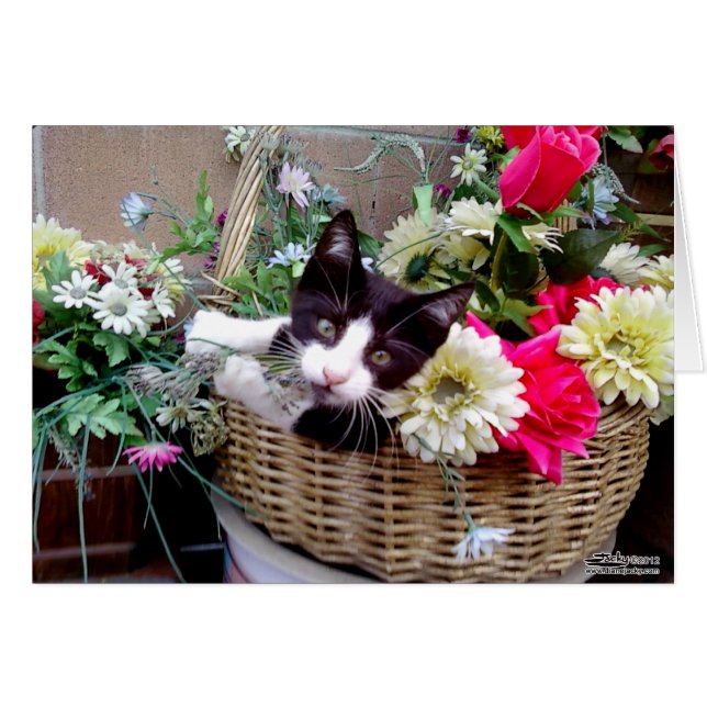 Kitten in a Basket (Vorderseite (Horizontal))