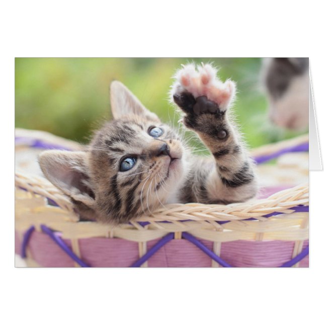 Kitten In A Basket (Vorderseite (Horizontal))