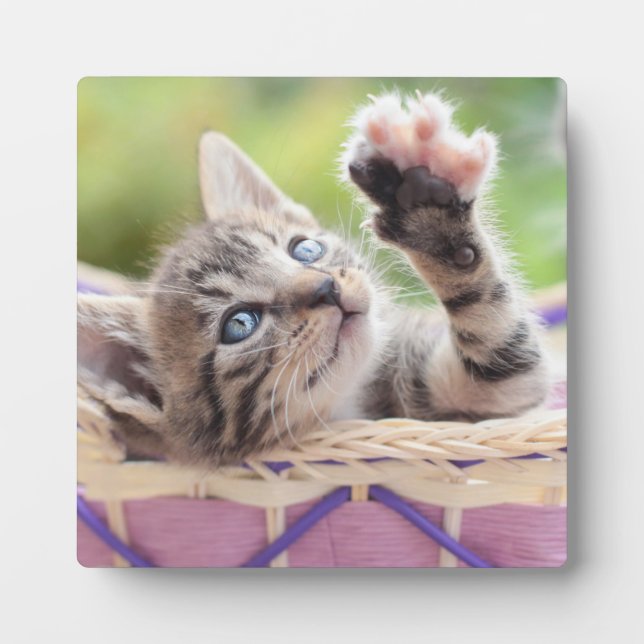 Kitten In A Basket Fotoplatte (Vorderseite)