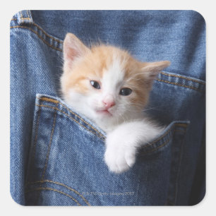 Kitten in Blue Jeans Quadratischer Aufkleber