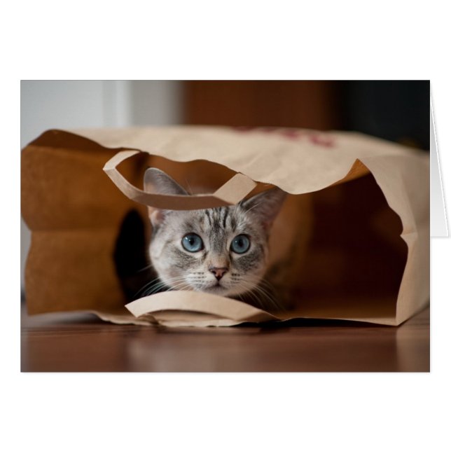 Kitten in der Lebensmitteltasche (Vorderseite (Horizontal))