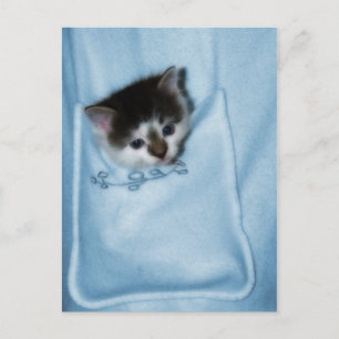 Kitten in der Tasche Postkarte