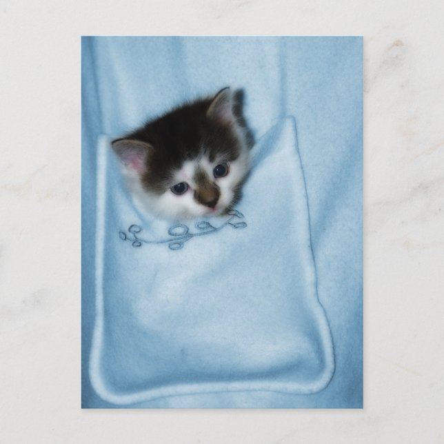 Kitten in der Tasche Postkarte (Vorderseite)
