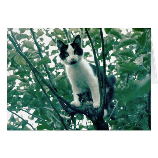 Kitten in einem Apfelbaum (Vorderseite (Horizontal))