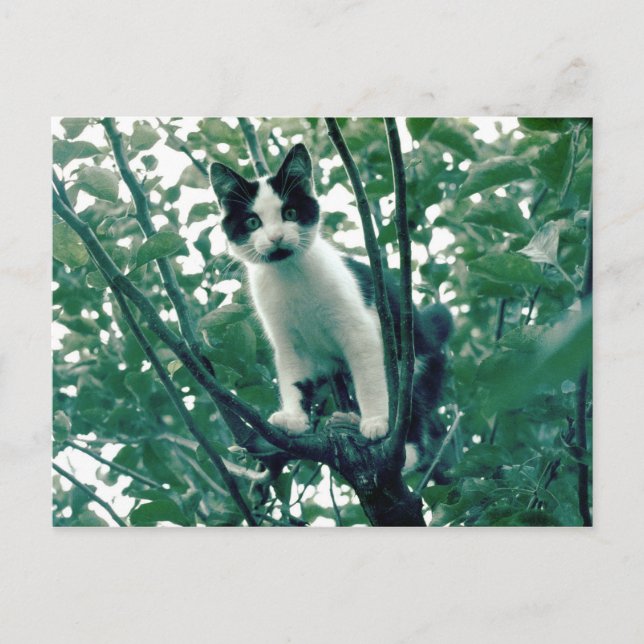 Kitten in einem Apfelbaum Postkarte (Vorderseite)
