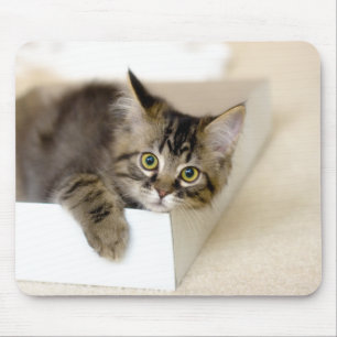 Kitten in einem Box-Mousepad Mousepad