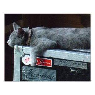 Kitten in einem Straßenfall Fotodruck