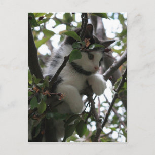 Kitten in einer Baumpostkarte Postkarte
