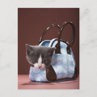 Kitten in Handtasche Postkarte