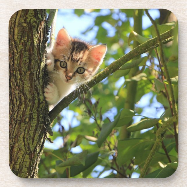 Kitten in Tree Untersetzer Set (Vorderseite)