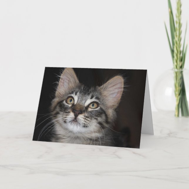 Kitten Innocence Anniversary Card Karte (Vorderseite)