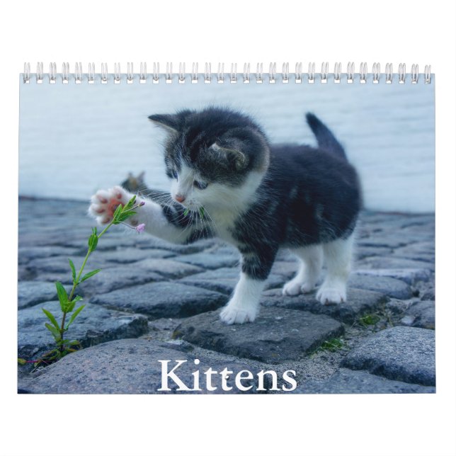 Kitten Kalender (Titelbild)
