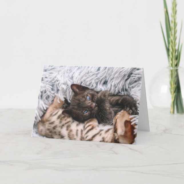 Kitten Karte (Vorderseite)