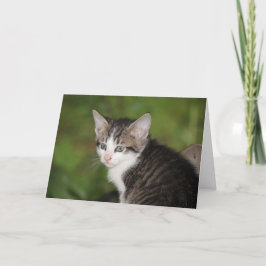 Kitten Karte