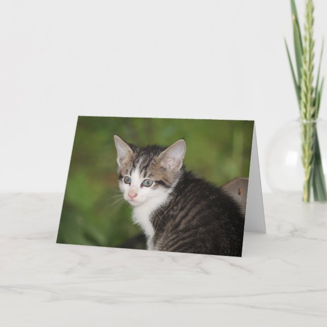 Kitten Karte (Vorderseite)